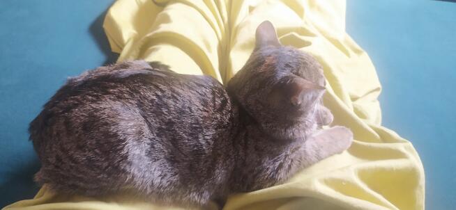 Zagineła mloda kotka