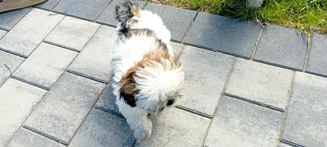 Shih tzu szczeniaki