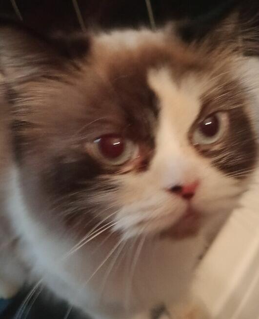 Piękne koty Ragdoll