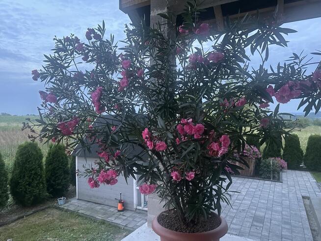 Oleander Rózario o pełnych pachących kwiatach