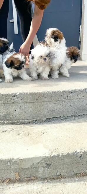 Shih tzu szczeniaki