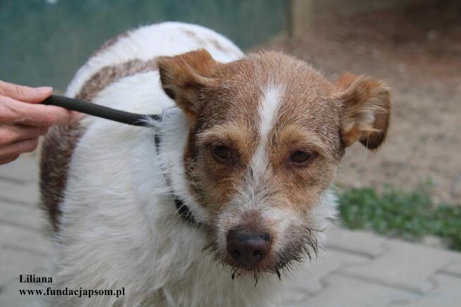 Liliana szuka nowego domku