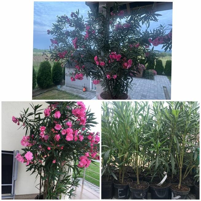 Oleander Rózario o pełnych pachących kwiatach