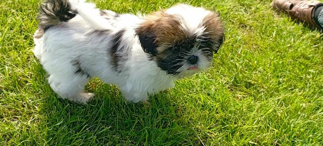 Shih tzu szczeniaki