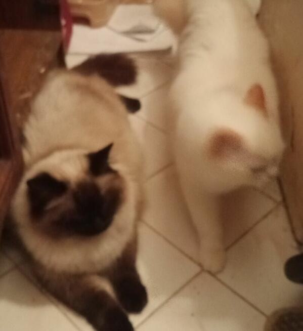 Piękne koty Ragdoll