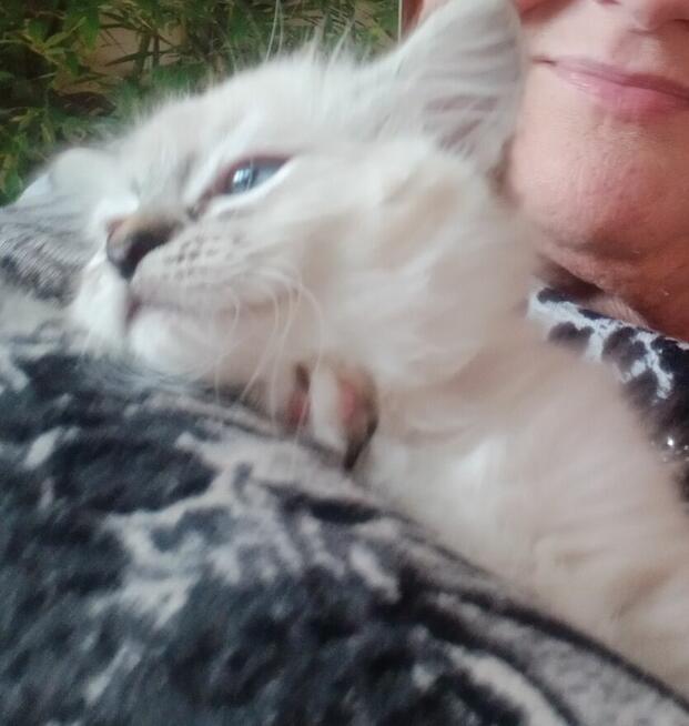 Piękne koty Ragdoll