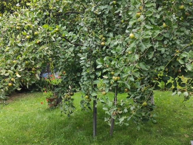 Ogród działkowy ROD 230m Będzin Górki Małobądzkie