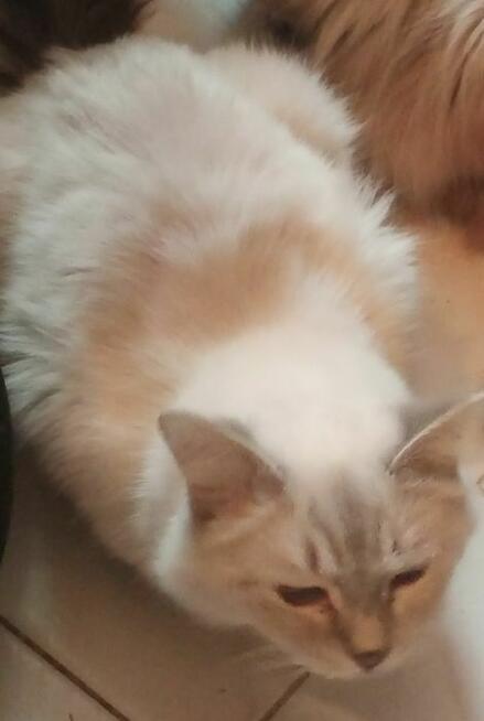 Piękne koty Ragdoll