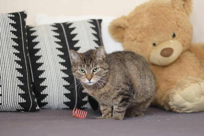 Burcysia szuka domu z kocim przyjacielem