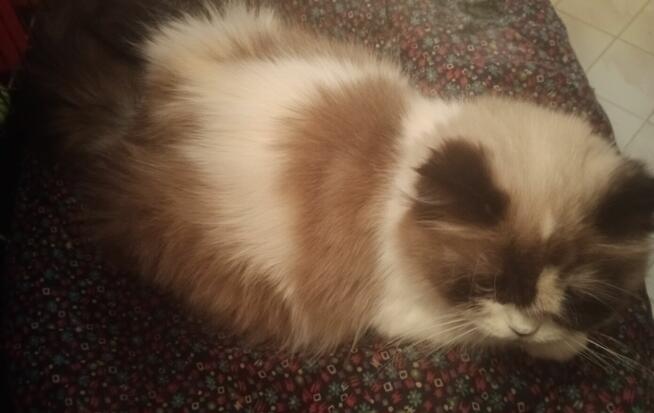 Piękne koty Ragdoll