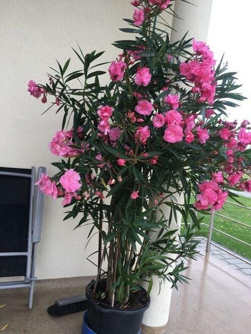 Oleander Rózario o pełnych pachących kwiatach