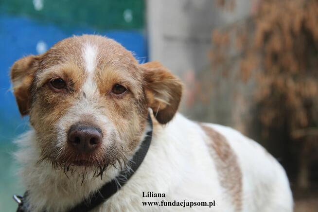 Liliana szuka nowego domku