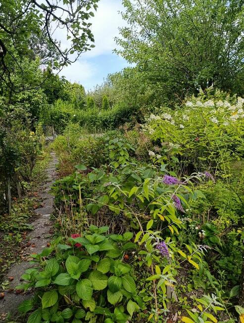 Działka ROD Sasanka Warszawa