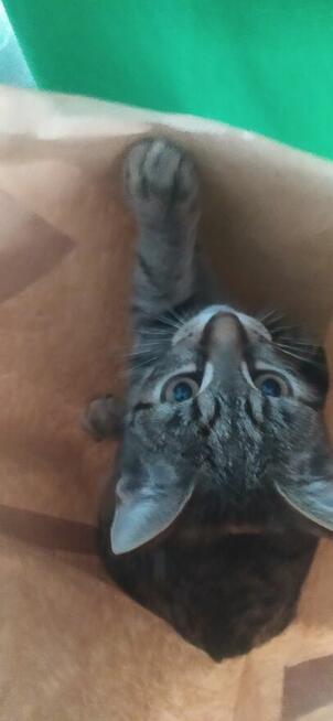 Zagineła mloda kotka