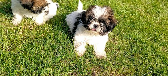 Shih tzu szczeniaki