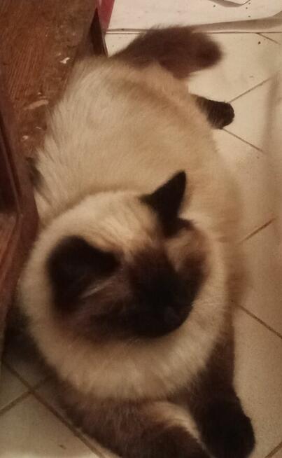 Piękne koty Ragdoll