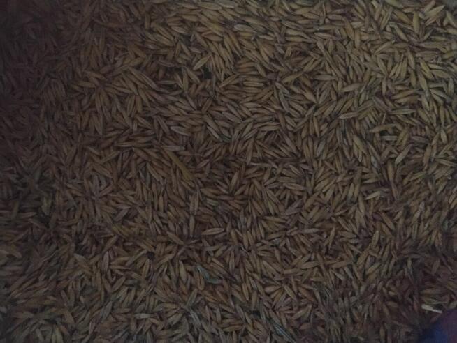 Pszenżyto Meloman po centrali i owies