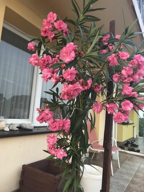 Oleander Rózario o pełnych pachących kwiatach