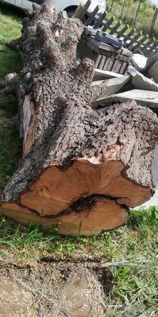 Kłoda pień gruszy