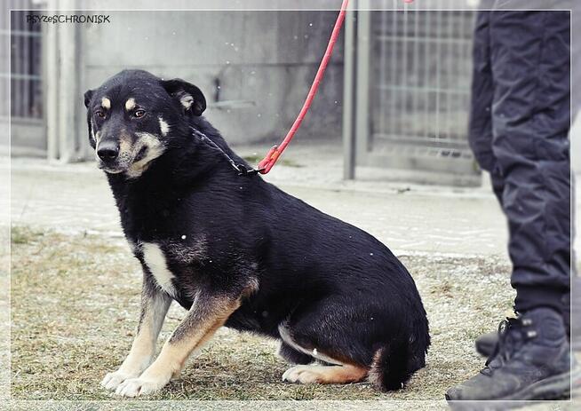Radzio – tacy jak on rzadko opuszczają schroniska.Zmieńmy to