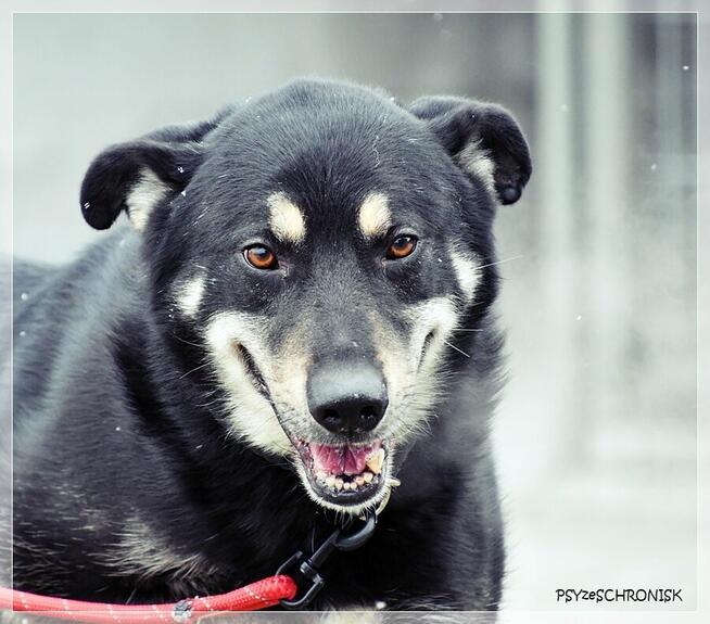 Radzio – tacy jak on rzadko opuszczają schroniska.Zmieńmy to