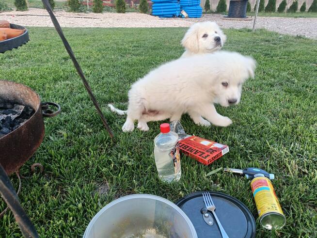 Owczarek podhalanski