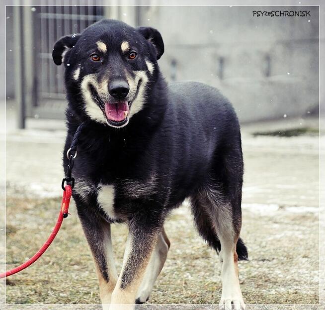 Radzio – tacy jak on rzadko opuszczają schroniska.Zmieńmy to