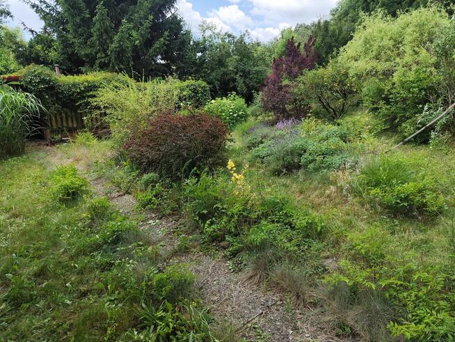 Działka kozanów Wrocław 380m dzierżawa