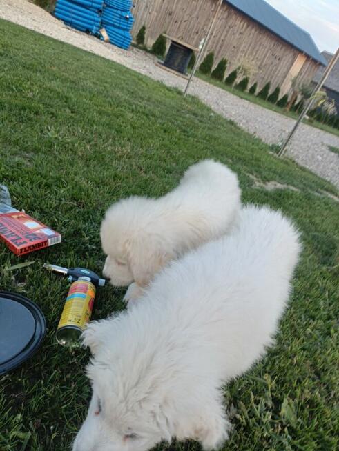 Owczarek podhalanski