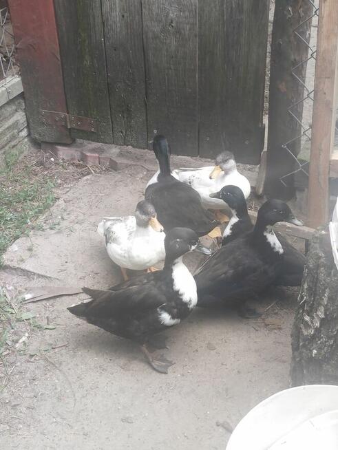 Sprzedam kaczki rodzinke