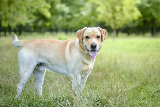 Dżeki-pies w typie labradora do odpowiedzialnej adopcji