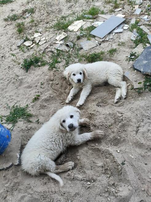 Owczarek podhalanski