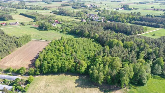 Działka leśna Stary Cydzyn gm. Piątnica