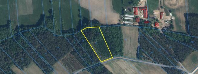 Działka leśna Stary Cydzyn gm. Piątnica