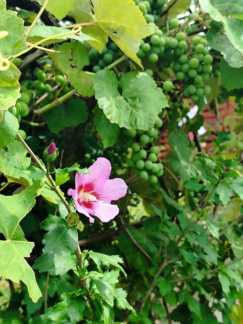 Działka rolna Legnica, Spokojna