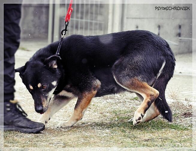 Radzio – tacy jak on rzadko opuszczają schroniska.Zmieńmy to