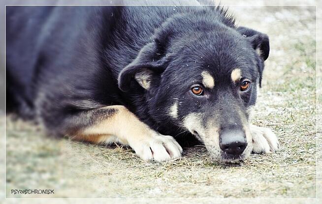 Radzio – tacy jak on rzadko opuszczają schroniska.Zmieńmy to