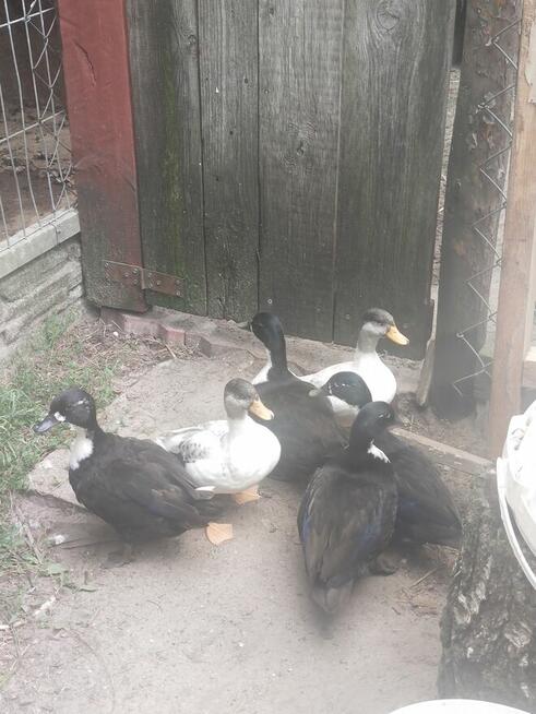 Sprzedam kaczki rodzinke