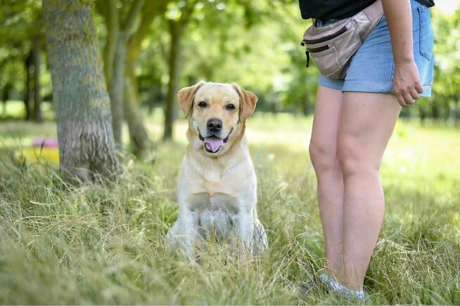 Dżeki-pies w typie labradora do odpowiedzialnej adopcji