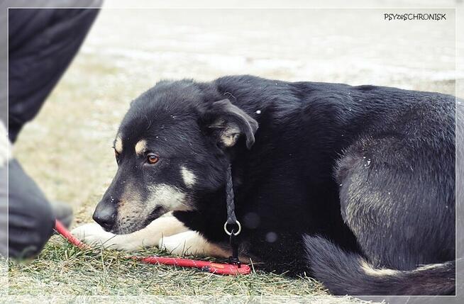 Radzio – tacy jak on rzadko opuszczają schroniska.Zmieńmy to
