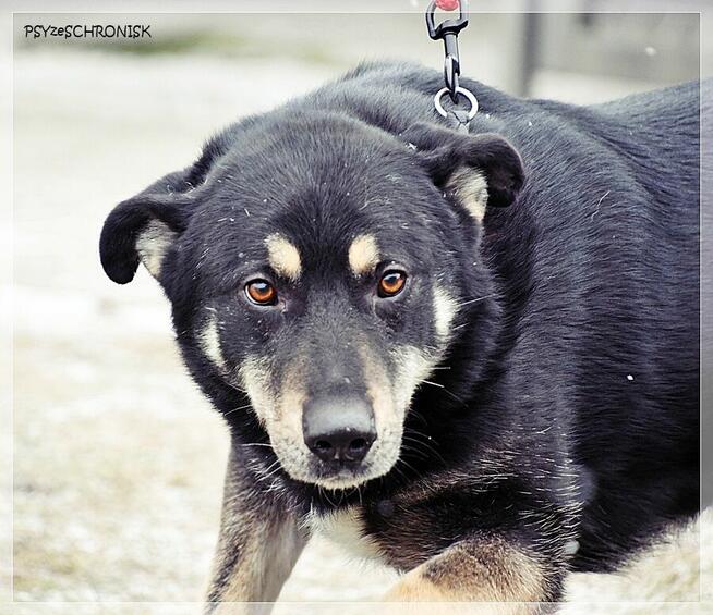 Radzio – tacy jak on rzadko opuszczają schroniska.Zmieńmy to