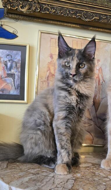 Maine Coon Umeed Tiili.Pl