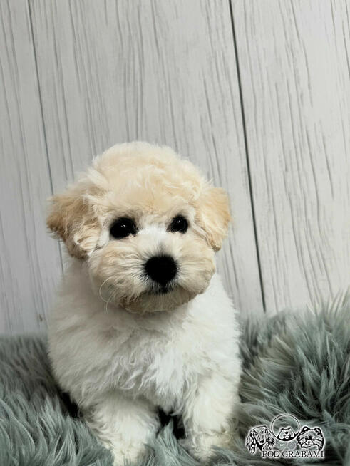 Bichon FCI /ZKwP/do odbioru.