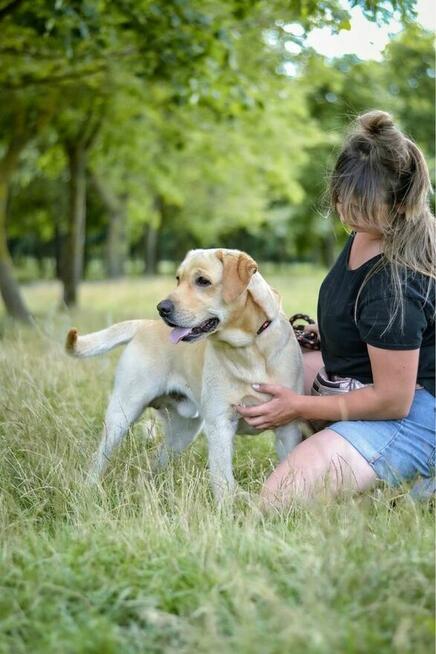 Dżeki-pies w typie labradora do odpowiedzialnej adopcji