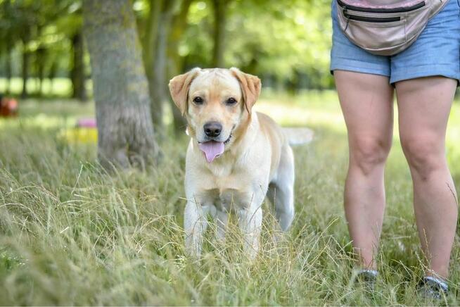 Dżeki-pies w typie labradora do odpowiedzialnej adopcji