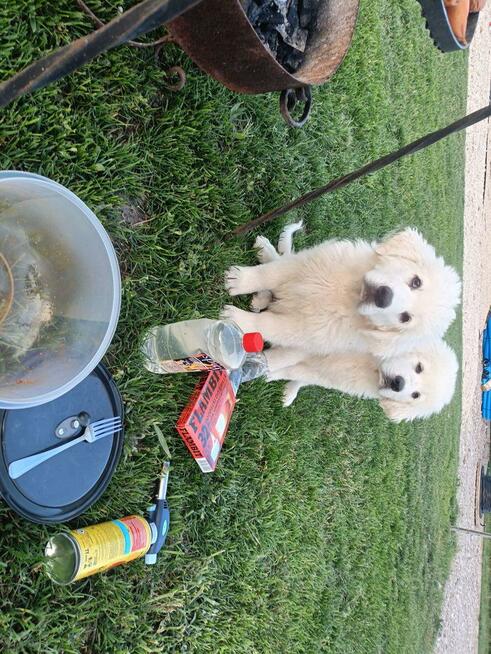 Owczarek podhalanski