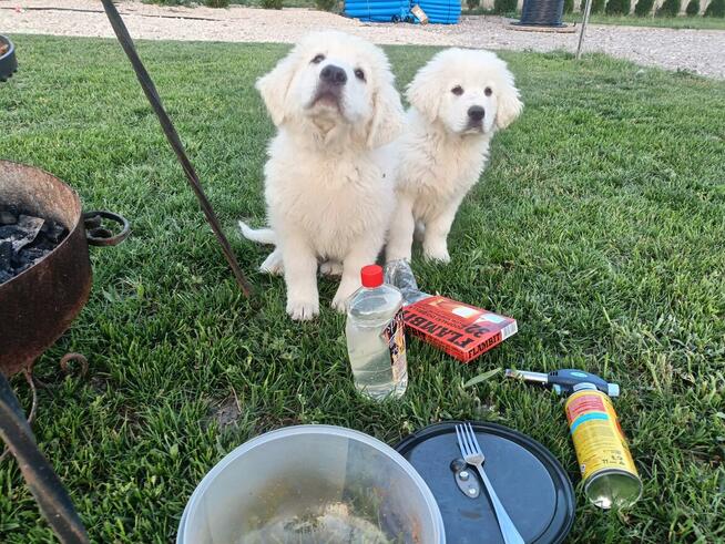 Owczarek podhalanski