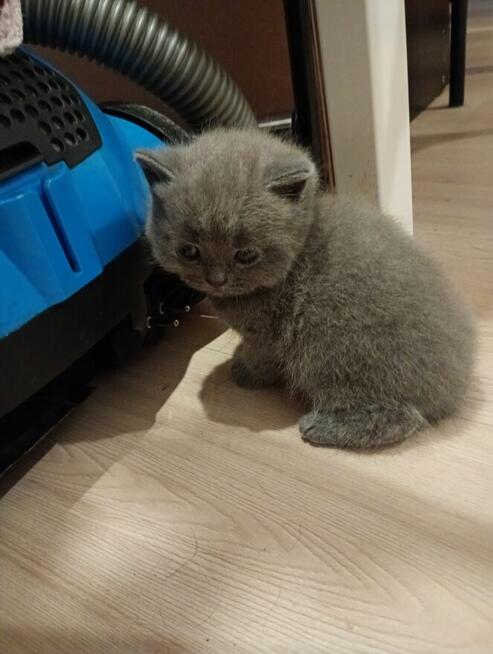 Oddam kotka niebieskiego