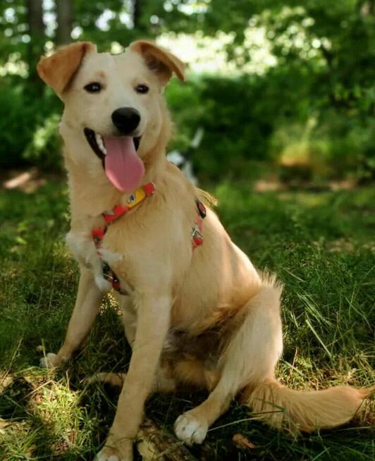 CZESIO - kochany, delikatny psiak błaga o dom