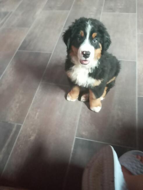 Odam pieska w dobre ręce